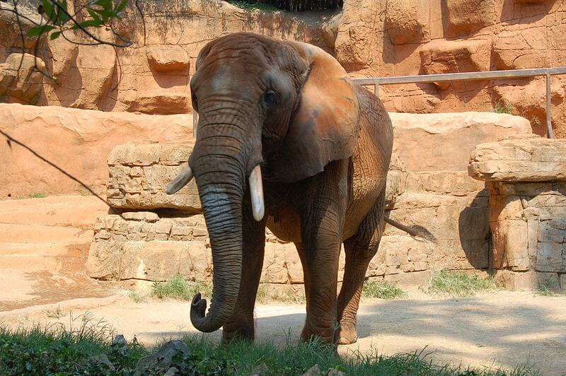 The Greenville SC Zoo